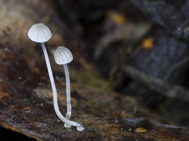 Mycena mucor